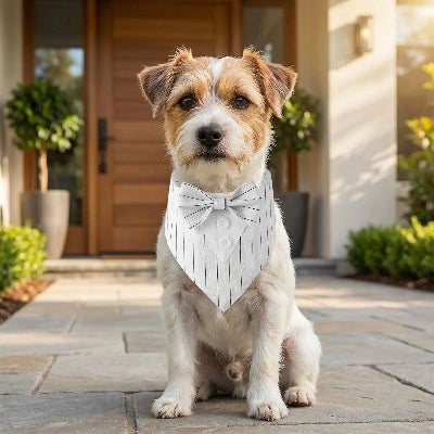 Collier bandana célébration assis devant la maison