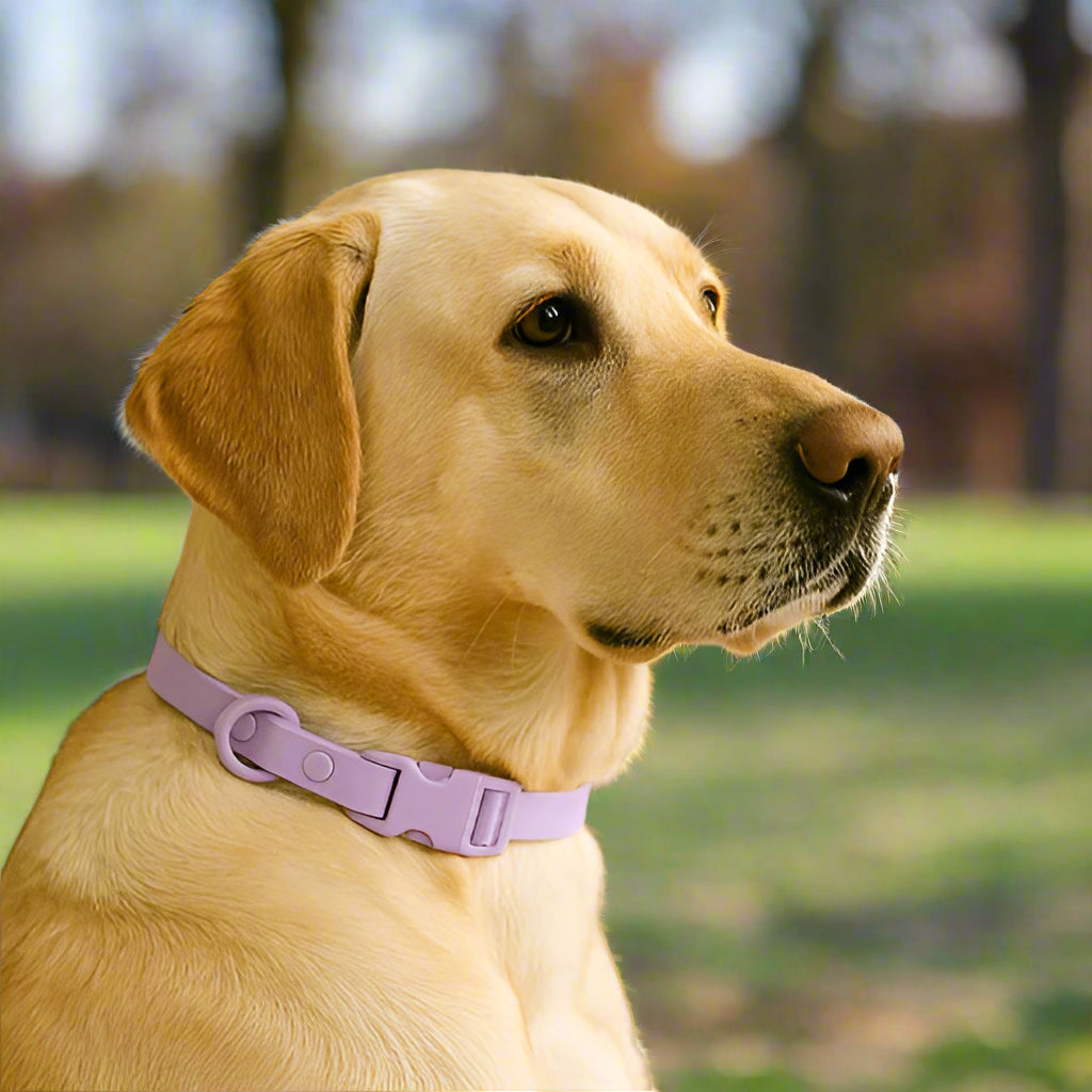 Collier chien impermeable violette cou