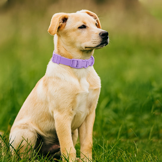 Collier chien impermeable viollette petit