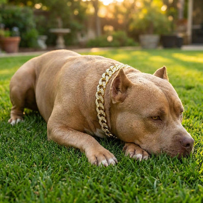 Collier fluorescent chien coucher sur une pelouse