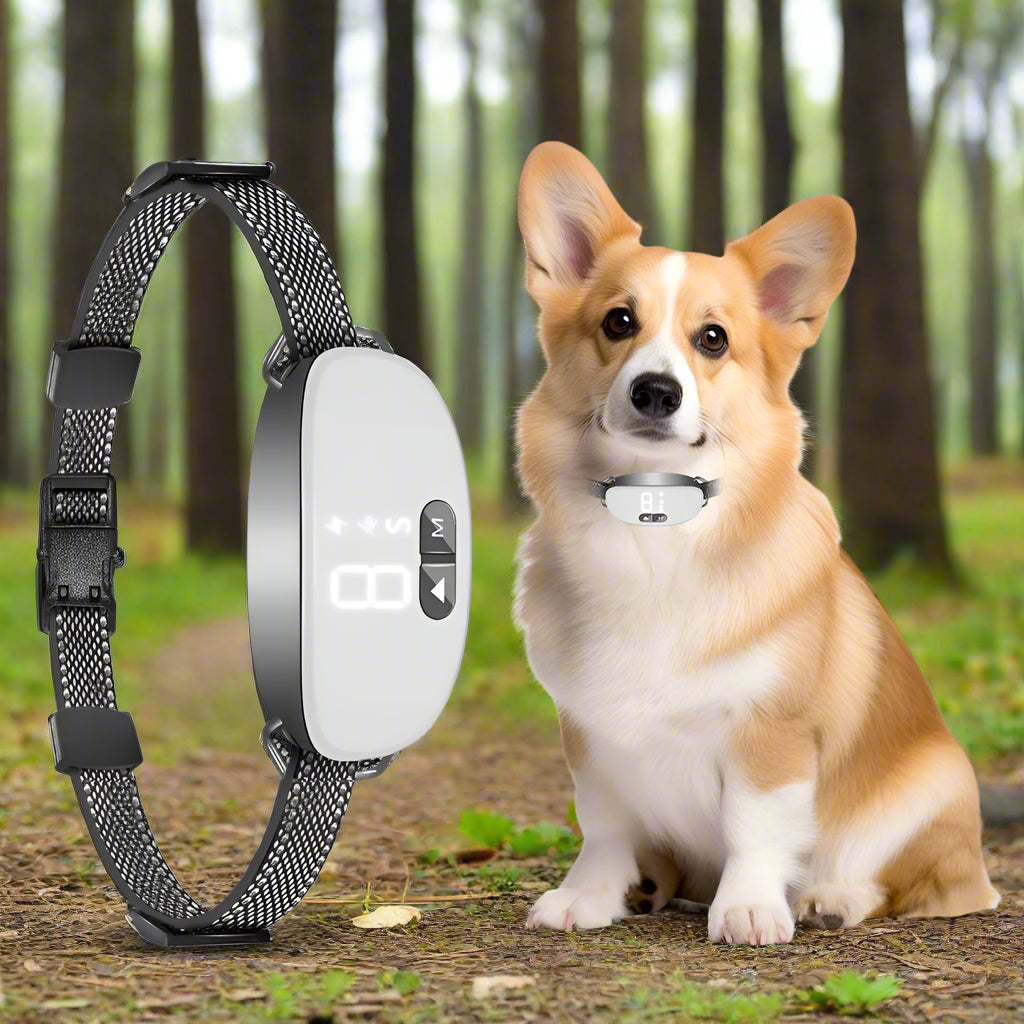 Collier pour chien de dressage blanc chien
