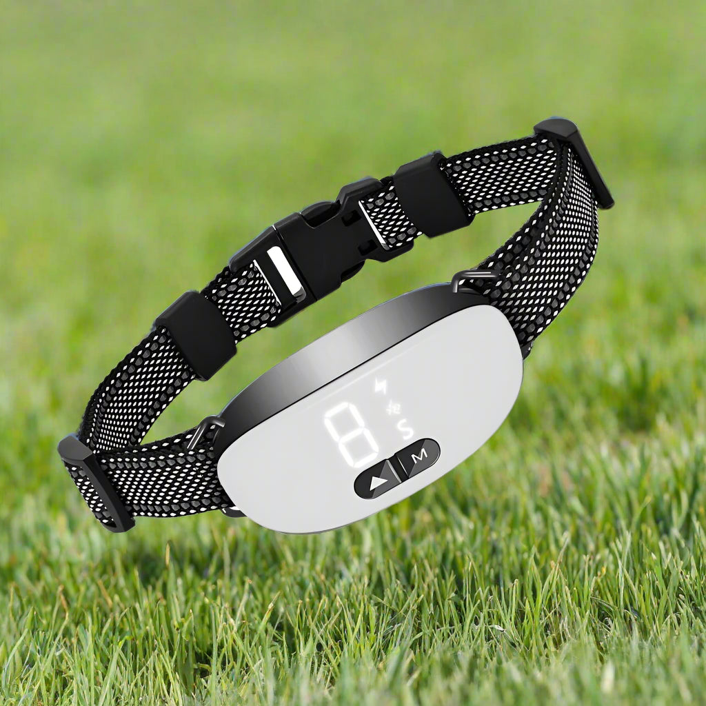 Collier pour chien de dressage receptif