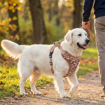Harnais chien marron balade accompagne par son maitre