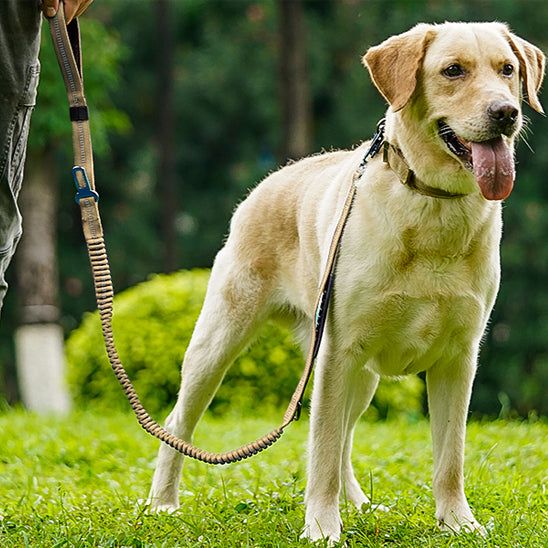 Laisse pour chien souplement nature kaki