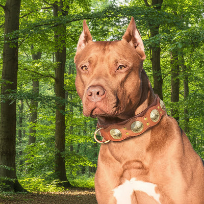 collier a pointe pour chien cuir vĂ©ritable noble marron dans la forĂȘt