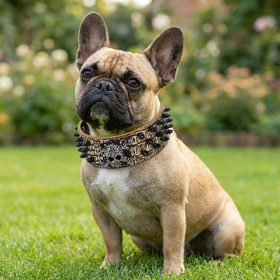 collier a pointe rockpower assis pelouse