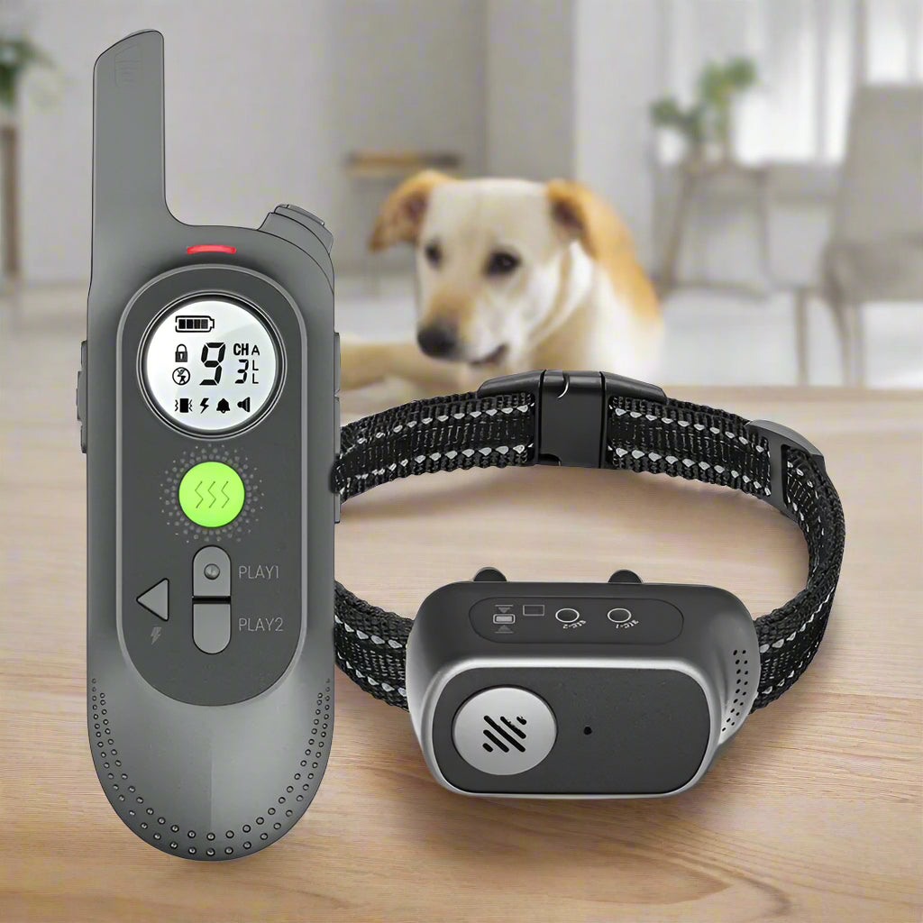 collier antifugue chien noir eclat table chien