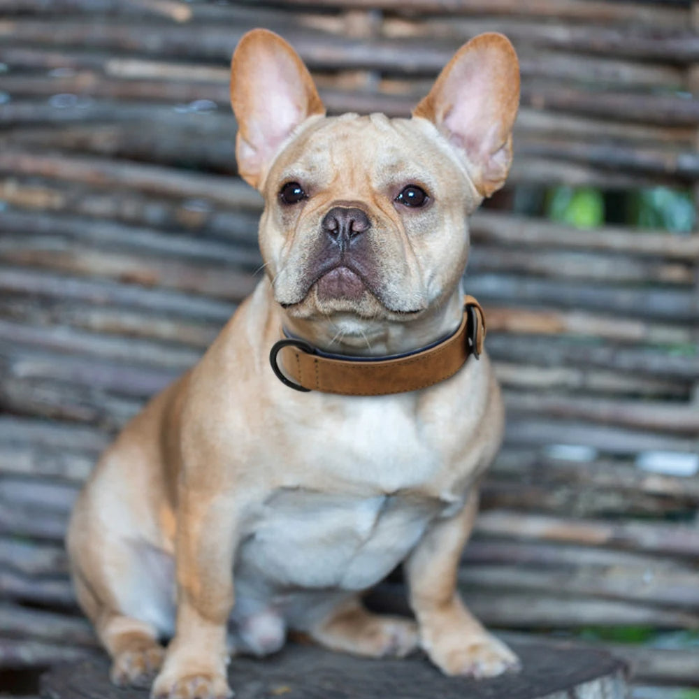 collier chien apaisant marron petit