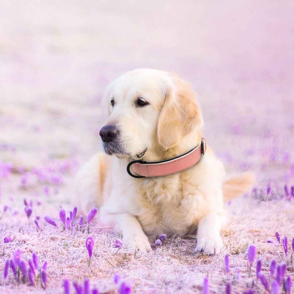 collier chien apaisant rose fleur violet
