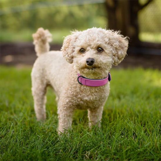 collier chien apaisant rose pelouse