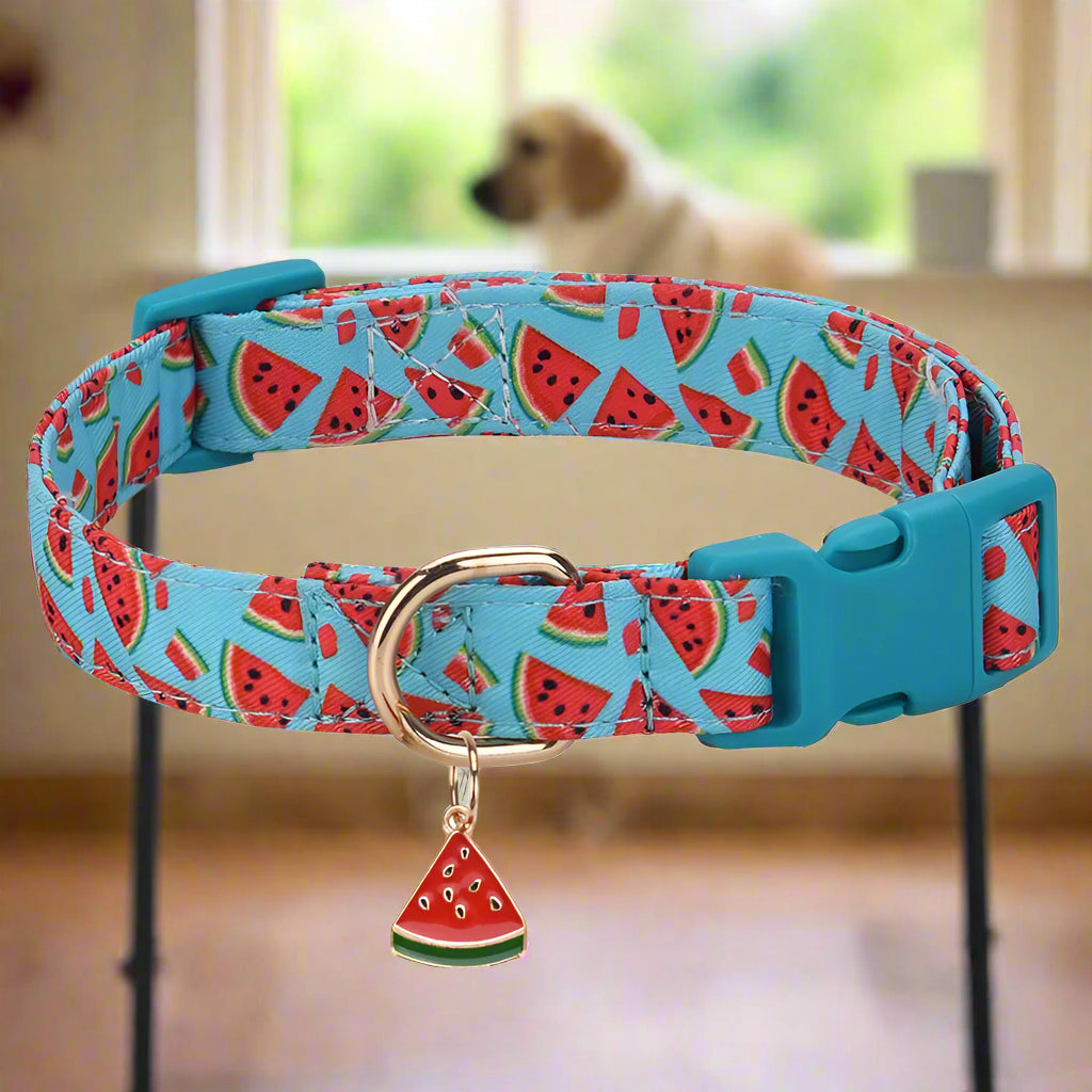 collier chien bleu avantage