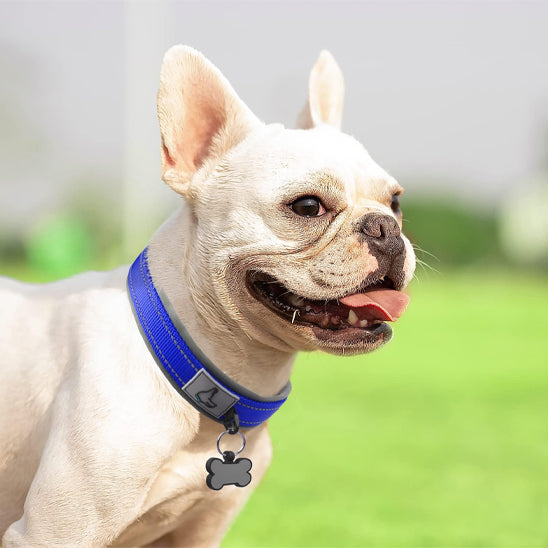 collier chien bleu fierte rayonnant