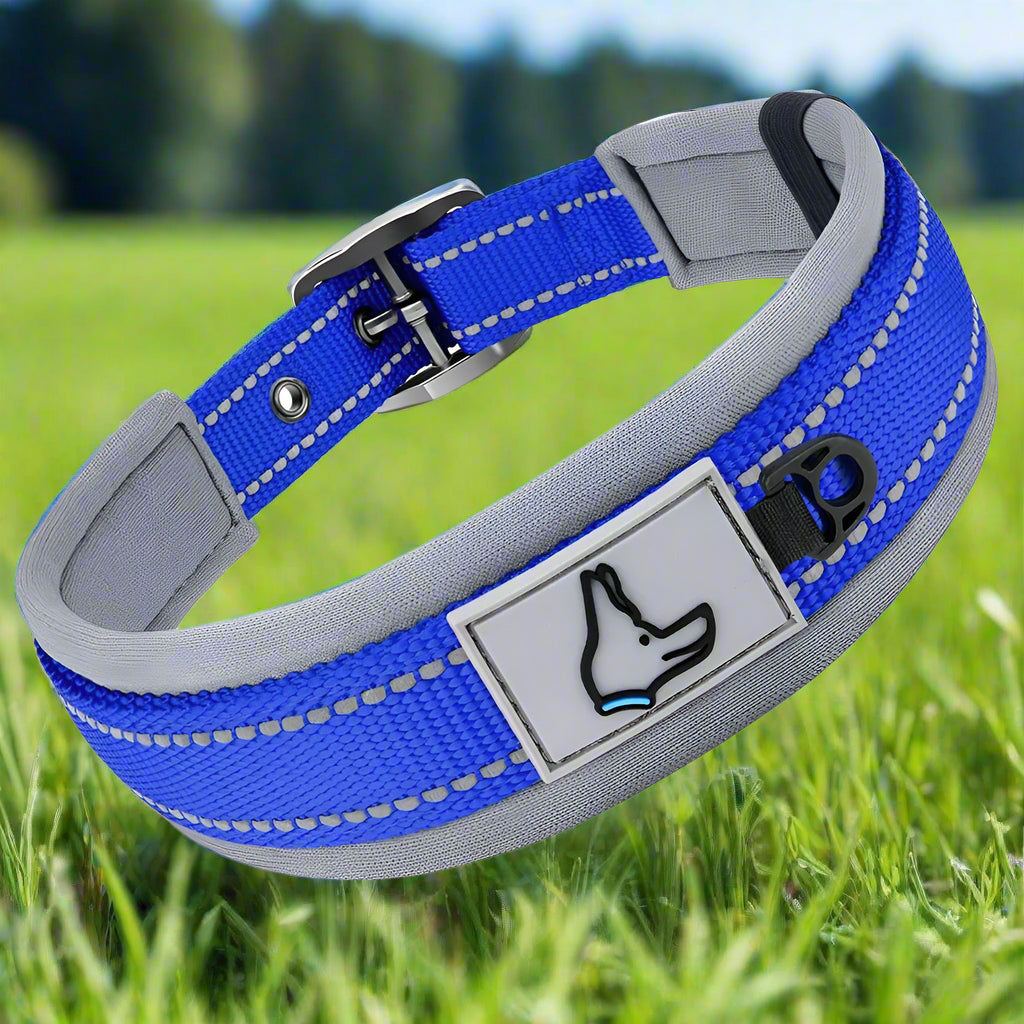 collier chien bleu profond rayonnant