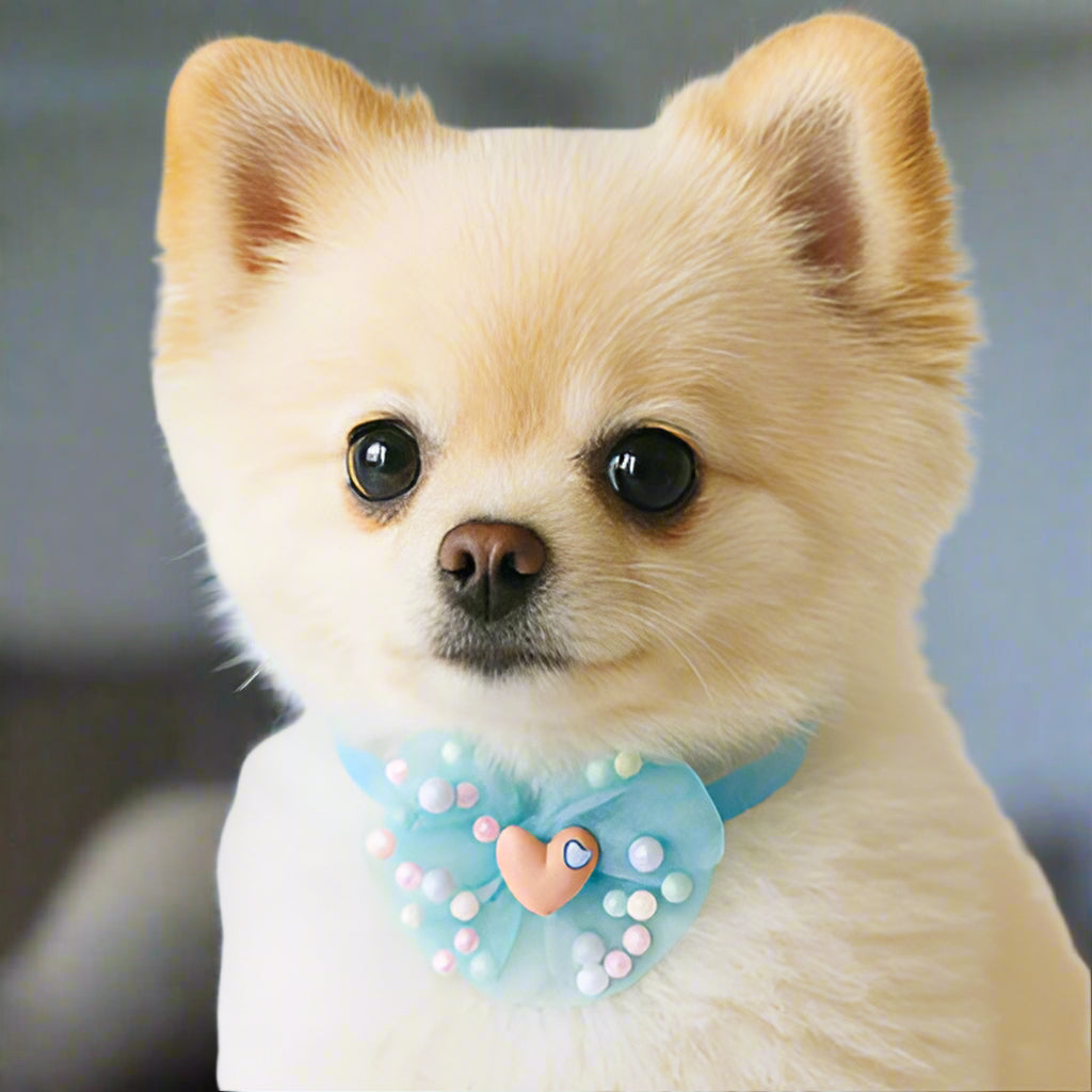 collier chien bleu rapprochant yeux noir