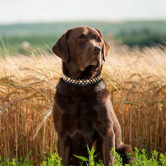 collier chien clouer noir champ