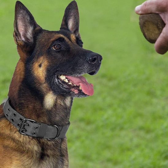 collier chien noir combat mains maitre