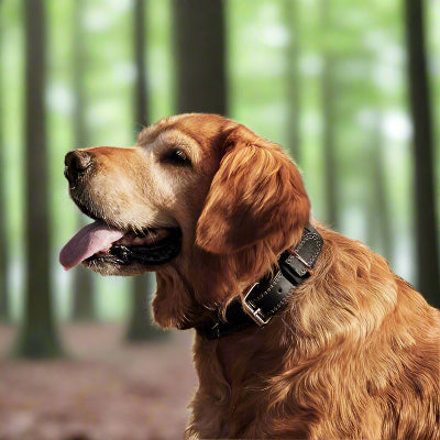 collier chien noir foret