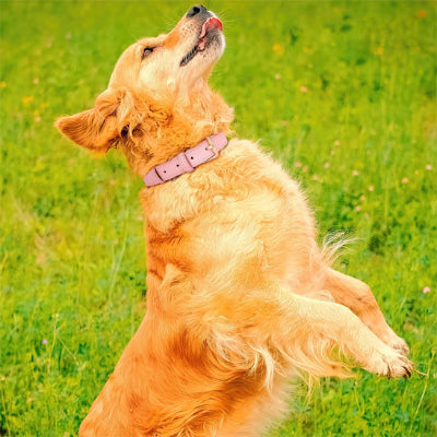 collier chien pelouse