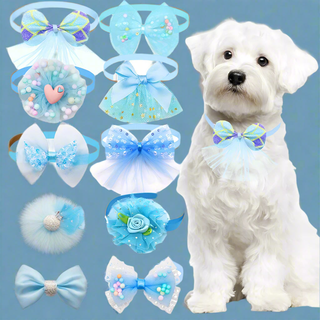 collier chien rapprochant bleu lot