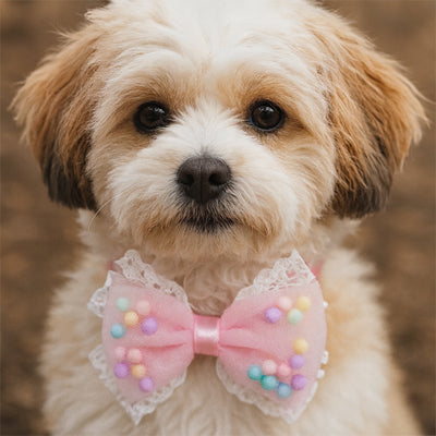 collier chien rose rapprochant regard
