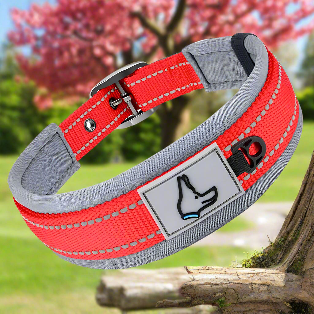 collier chien rouge fort rayonnant