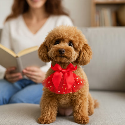 collier chien rouge rapprochant devant maitre livre sofa
