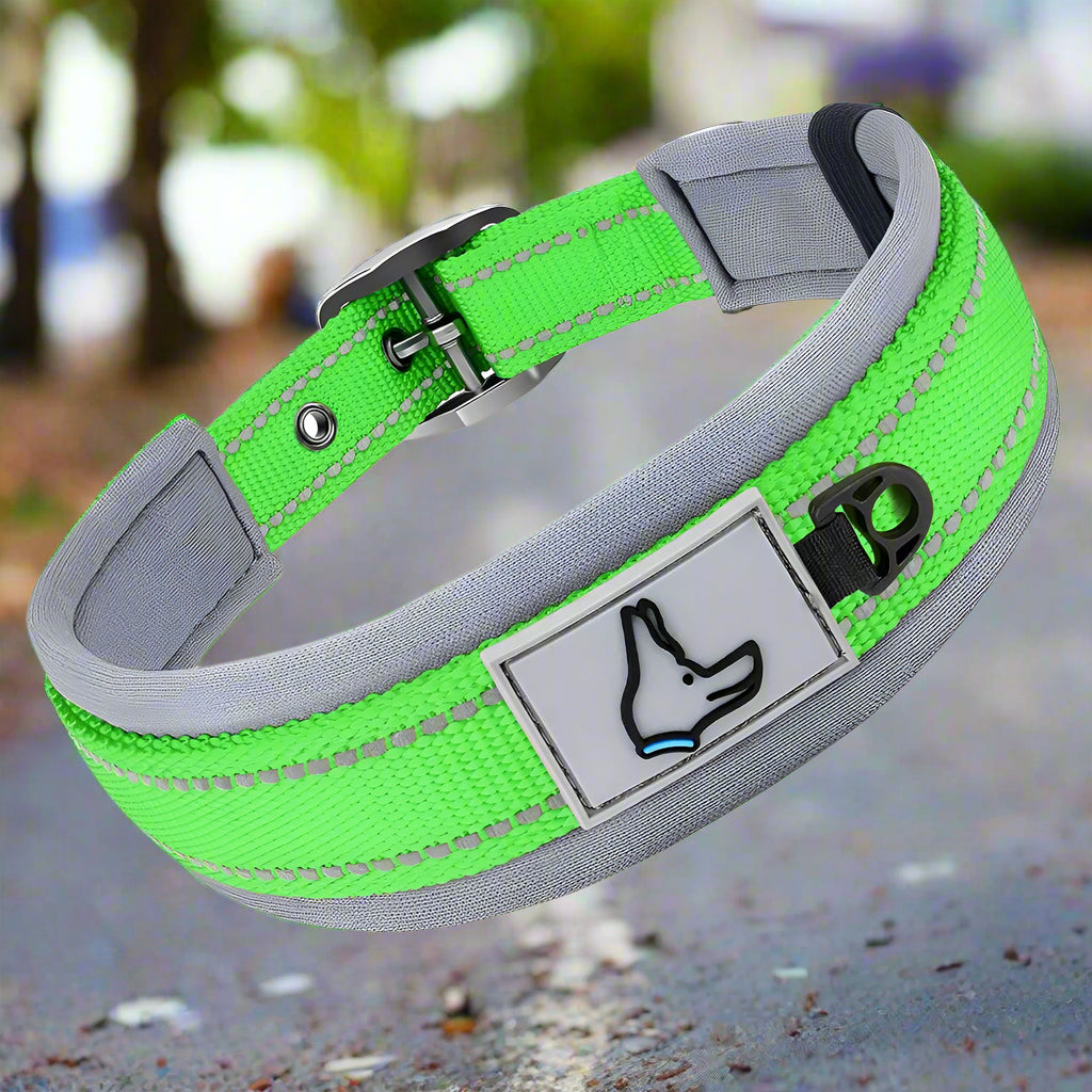 collier chien securite vert rayonnant