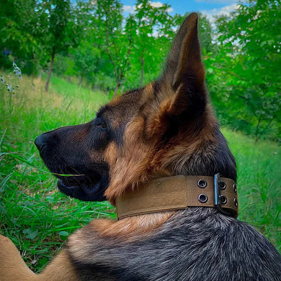collier chien vert combat dos