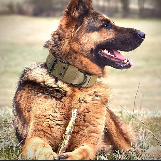 collier chien vert combat