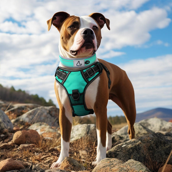 collier chien vert rayonnant