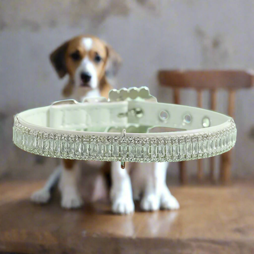 collier chien voisinage chaise planche