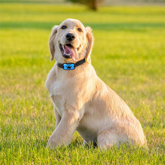collier de dressage pour chien melodieux nature
