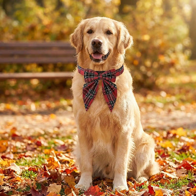collier fluorescent chien assis sur les feuilles automne