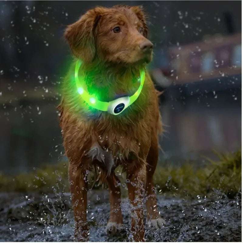 collier lumineux chien clairenet vert eclaboussure