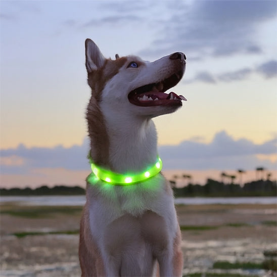 collier lumineux chien clairenet vert nuage