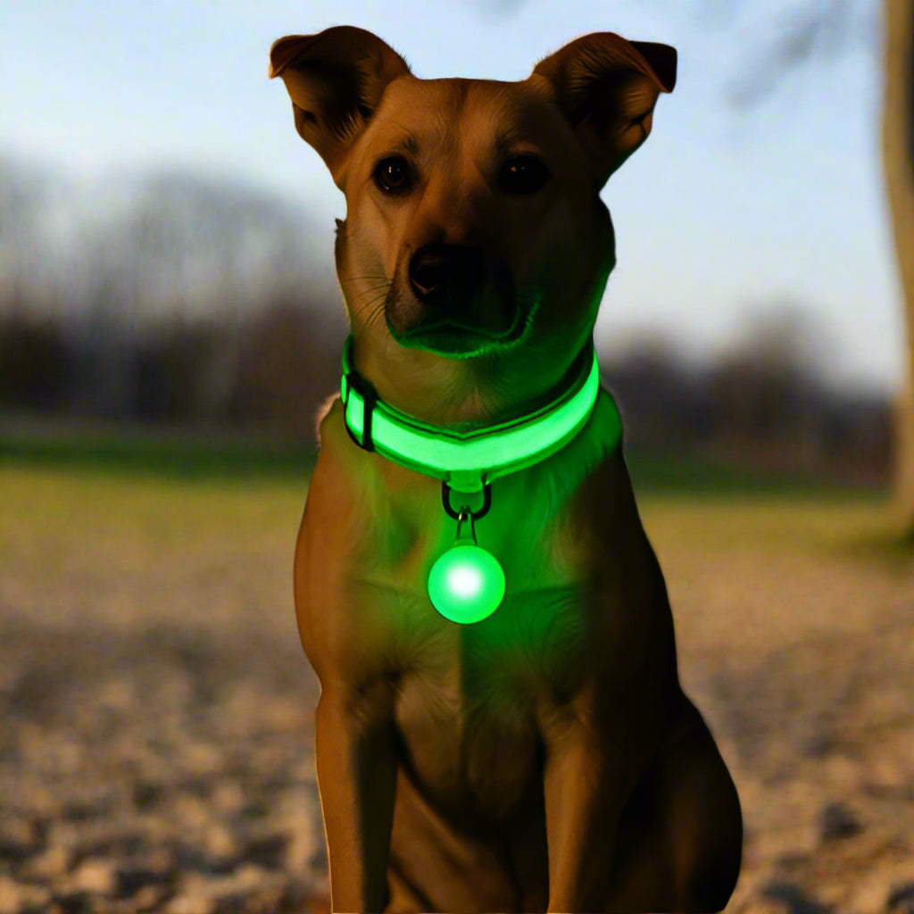 collier lumineux pour chien embellir vert