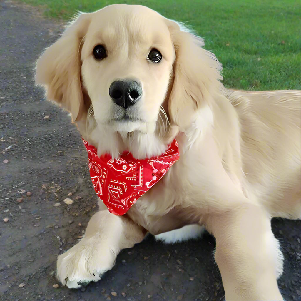 collier pour chien bandana couche rouge