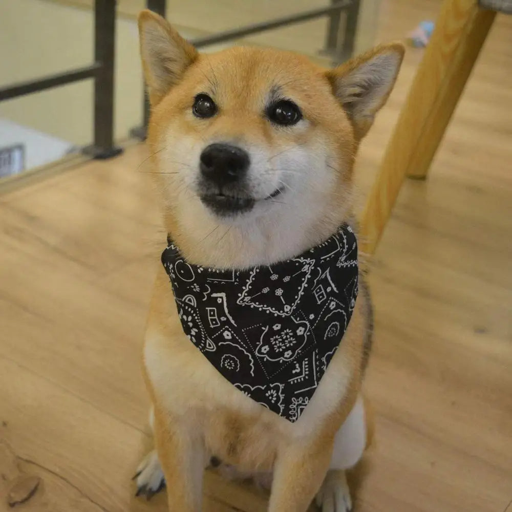 collier pour chien bandana considerable noir petit