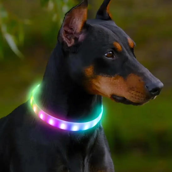 collier pour chien garde
