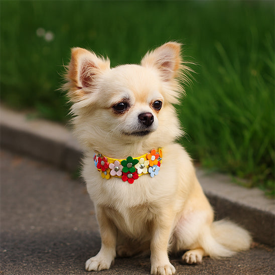 collier pour chien jaune coudans petit