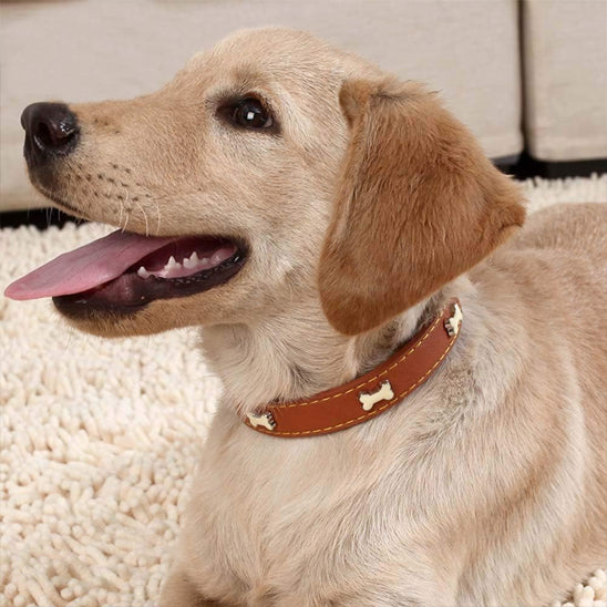 collier pour chien marron