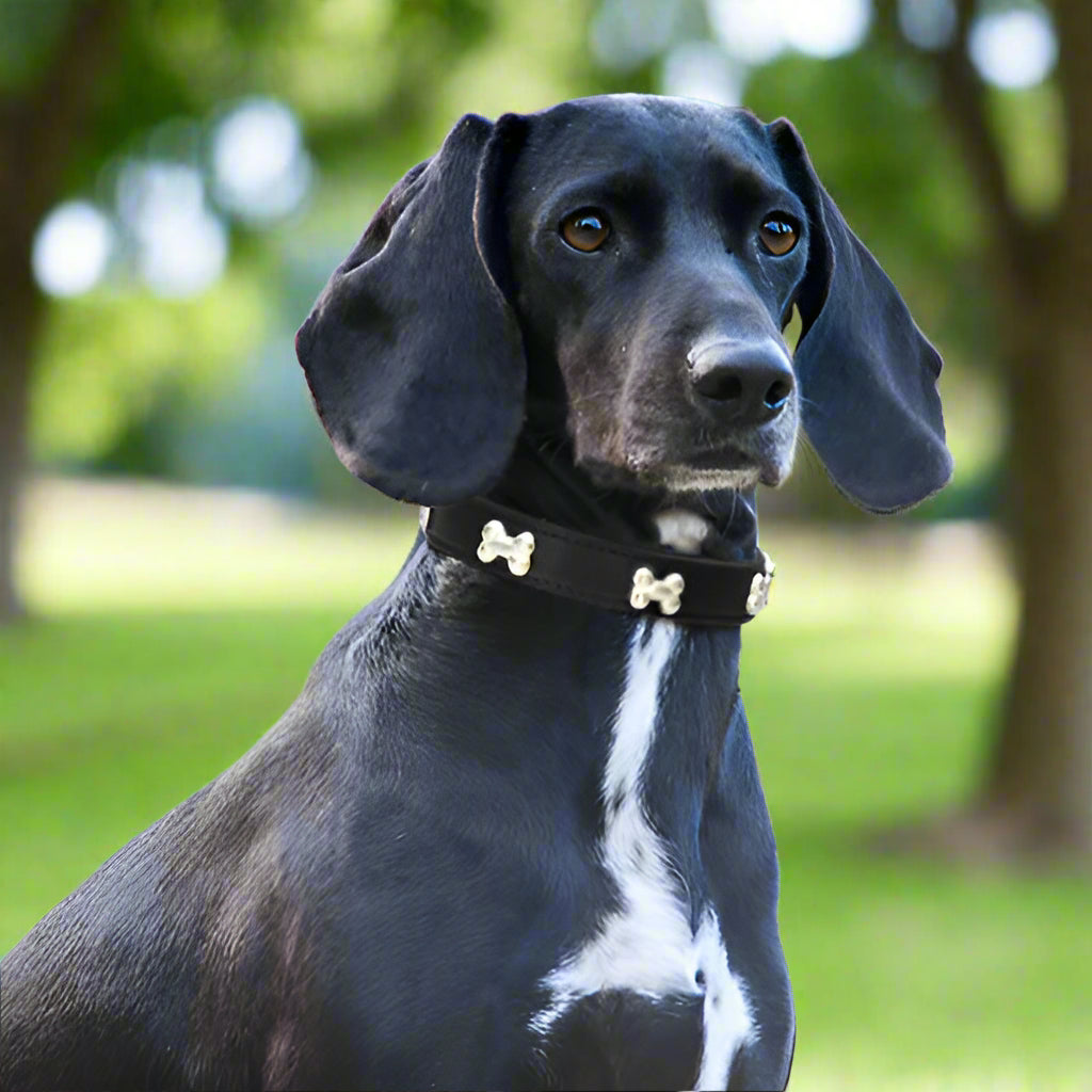collier pour chien noir nonos