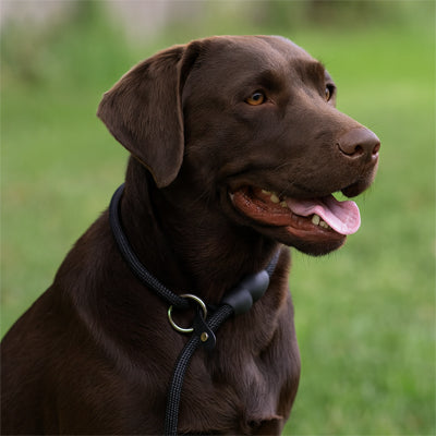 collier pour chien noir nsurete gazon