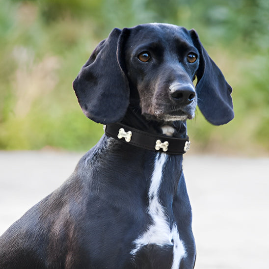 collier pour chien noir