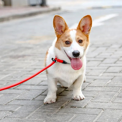 collier pour chien nsurete petit rue