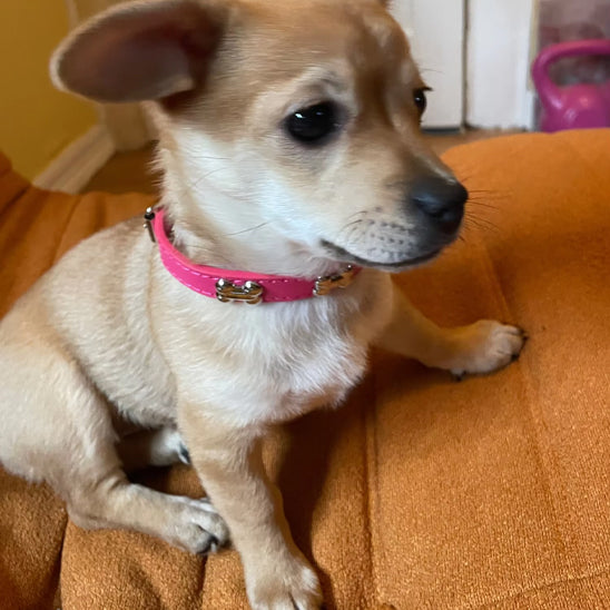collier pour chien petit chien