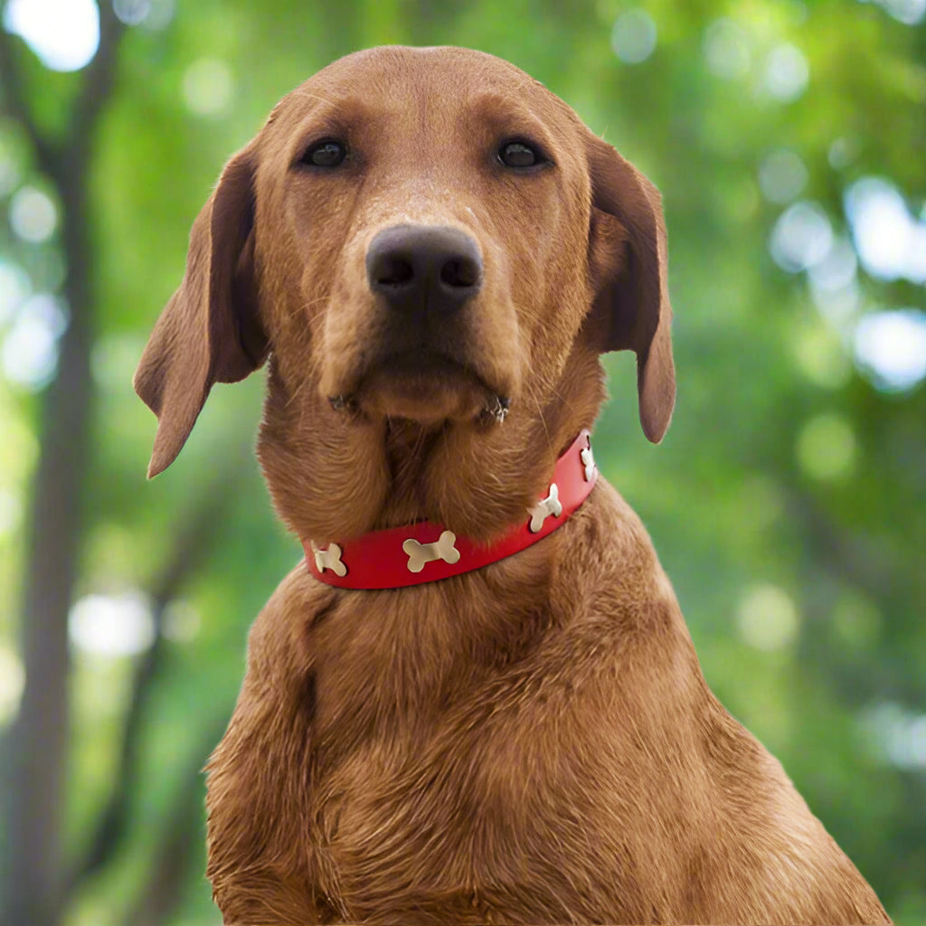 collier pour chien rouge nonos foret