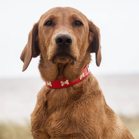 collier pour chien rouge