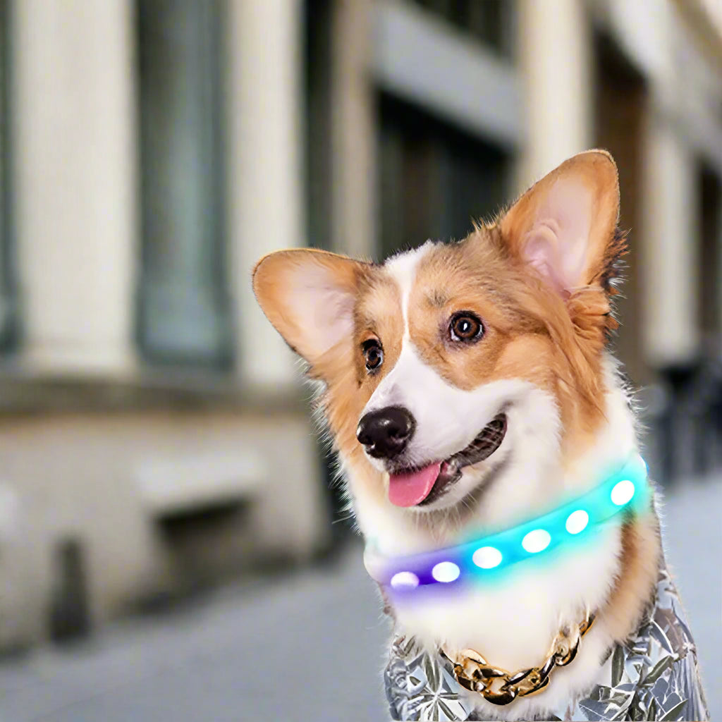 collier pour chien rue