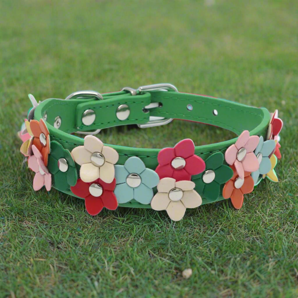 collier pour chien vert coudans pelouse